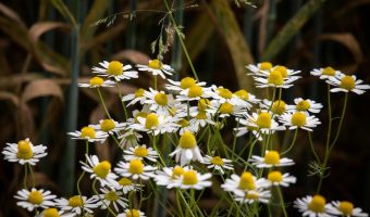 Chamomile Herb