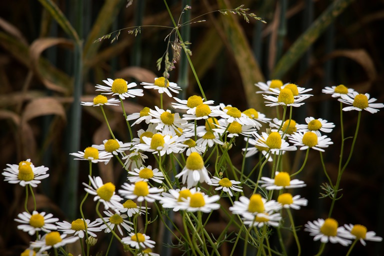 Chamomile Herb